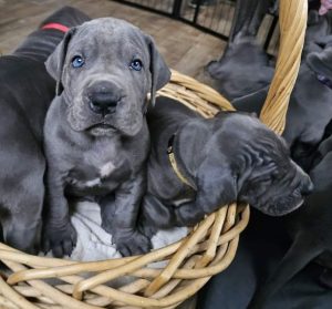 diesel and mathilda von der schlehhecke (8)